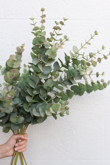 Artificial Eucalyptus Stem | Faux Greenery Branch | Real Touch Eucalyptus Cinerea | Fake Silver Dollar Stem