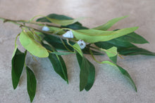 Load image into Gallery viewer, Faux Eucalyptus Spray With Green Leaves &amp; Grey Seed Pods Artificial Foliage Everlasting Spring Greenery