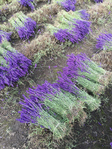 Dried Lavender Bunch French Provence Lavender Dried Flower Bouquet Lavender Wedding Posy Bridesmaid Bouquet Length Approx 30cm