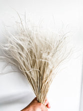 Load image into Gallery viewer, Dried Stipa Pennata Natural Beige Feather Grass One Bunch Length 50cm