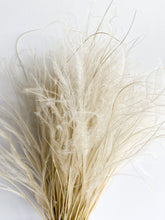 Load image into Gallery viewer, Dried Stipa Pennata Natural Beige Feather Grass One Bunch Length 50cm