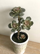 Load image into Gallery viewer, Faux Potted Succulent Echeveria with Faux Moss Realistic Artificial House Plant Maintenance-Free Home Decor Shelf Styling Kitchen &amp; Bathroom