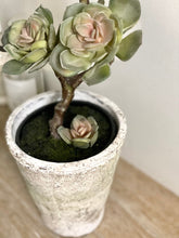 Load image into Gallery viewer, Faux Potted Succulent Echeveria with Faux Moss Realistic Artificial House Plant Maintenance-Free Home Decor Shelf Styling Kitchen &amp; Bathroom
