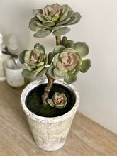 Load image into Gallery viewer, Faux Potted Succulent Echeveria with Faux Moss Realistic Artificial House Plant Maintenance-Free Home Decor Shelf Styling Kitchen &amp; Bathroom