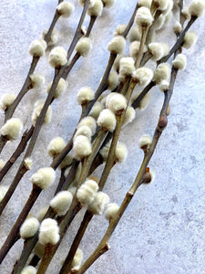 Natural Dried Pussy Willow Bunch Salix Caprea Branches Spring Catkin Twigs Easter Decor Vase Arrangement