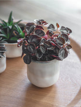 Load image into Gallery viewer, Beige Ceramic Glazed Ombre Plant Pot | Size 11.5 x 10.5cm