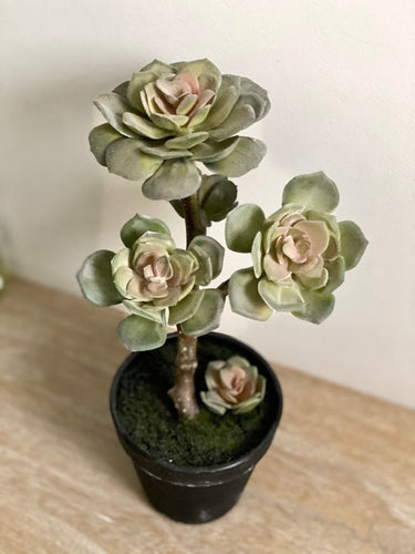 Faux Potted Succulent Echeveria with Faux Moss Realistic Artificial House Plant Maintenance-Free Home Decor Shelf Styling Kitchen & Bathroom