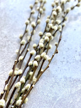 Load image into Gallery viewer, Natural Dried Pussy Willow Bunch Salix Caprea Branches Spring Catkin Twigs Easter Decor Vase Arrangement