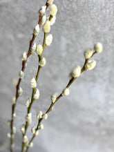 Load image into Gallery viewer, Natural Dried Pussy Willow Bunch Salix Caprea Branches Spring Catkin Twigs Easter Decor Vase Arrangement