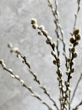 Load image into Gallery viewer, Natural Dried Pussy Willow Bunch Salix Caprea Branches Spring Catkin Twigs Easter Decor Vase Arrangement