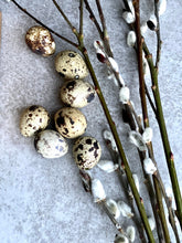 Load image into Gallery viewer, Natural Blown Real Quail Eggs | Set Of 60 | Easter Decoration