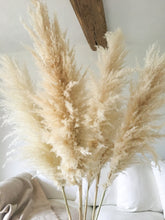 Load image into Gallery viewer, Dried Pampas Grass | Large Fluffy 40-50cm Plumes | Natural Unbleached Cream | Golden Toned | Cortaderia Selloana | 100-110cm Long