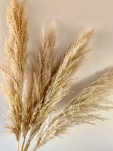 Load image into Gallery viewer, Dried Pampas Grass | Large Fluffy 40-50cm Plumes | Natural Unbleached Cream | Golden Toned | Cortaderia Selloana | 100-110cm Long