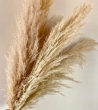 Load image into Gallery viewer, Dried Pampas Grass | Large Fluffy 40-50cm Plumes | Natural Unbleached Cream | Golden Toned | Cortaderia Selloana | 100-110cm Long