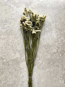 Dried White Statice Bunch Natural Limonium Flowers White Everlasting Flowers Small Bunch Approx 60cm Length BRITISH GROWN