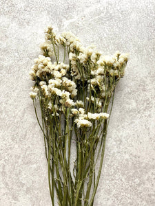 Dried White Statice Bunch Natural Limonium Flowers White Everlasting Flowers Small Bunch Approx 60cm Length BRITISH GROWN