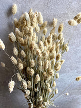 Load image into Gallery viewer, Dried Flowers Bunch Natural Phalaris Grass for Boho Decor Floral Arrangements Dried Bouquets Rustic Home Decor Green Dried Foliage