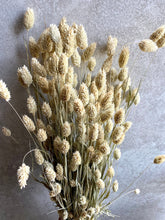 Load image into Gallery viewer, Dried Phalaris Bunch | Natural Green | Canary Grass | 70-80cm Long