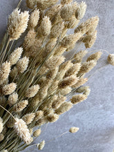 Load image into Gallery viewer, Dried Phalaris Bunch | Natural Green | Canary Grass | 70-80cm Long