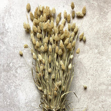 Load image into Gallery viewer, Dried Flowers Bunch Natural Phalaris Grass for Boho Decor Floral Arrangements Dried Bouquets Rustic Home Decor Green Dried Foliage