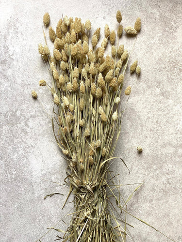 Dried Phalaris Bunch | Natural Green | Canary Grass | 70-80cm Long