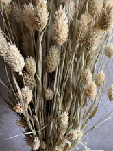 Load image into Gallery viewer, Dried Phalaris Bunch | Natural Green | Canary Grass | 70-80cm Long