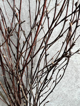 Load image into Gallery viewer, Dried Birch Twigs Bunch Spring Branches For Natural Vase Arrangement Silver Birch Bundle Of 10 Stems