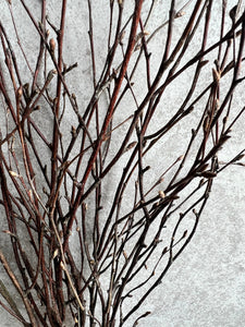 Dried Birch Twigs Bunch Spring Branches For Natural Vase Arrangement Silver Birch Bundle Of 10 Stems