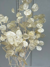 Load image into Gallery viewer, Dried Natural Lunaria Bunch | Honesty Seed Pod Stems | Translucent White Colour | New Harvest 2024 | BRITISH GROWN