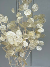 Load image into Gallery viewer, Dried Natural Lunaria Bunch Honesty Seed Pod Stems Translucent White Colour New Harvest 2025 BRITISH GROWN Dried Flowers For Wedding Bouquet