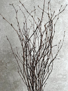 Dried Birch Twigs Bunch Spring Branches For Natural Vase Arrangement Silver Birch Bundle Of 10 Stems