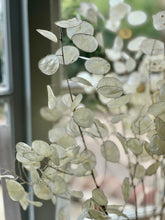 Load image into Gallery viewer, Dried Natural Lunaria Bunch | Honesty Seed Pod Stems | Translucent White Colour | New Harvest 2024 | BRITISH GROWN