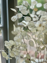 Load image into Gallery viewer, Dried Natural Lunaria Bunch Honesty Seed Pod Stems Translucent White Colour New Harvest 2025 BRITISH GROWN Dried Flowers For Wedding Bouquet