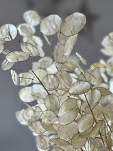 Load image into Gallery viewer, Dried Natural Lunaria Bunch Honesty Seed Pod Stems Translucent White Colour New Harvest 2025 BRITISH GROWN Dried Flowers For Wedding Bouquet