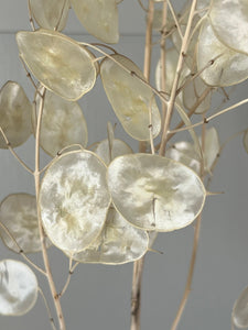 Dried Natural Lunaria Bunch | Honesty Seed Pod Stems | Translucent White Colour | New Harvest 2024 | BRITISH GROWN
