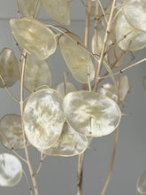 Load image into Gallery viewer, Dried Natural Lunaria Bunch Honesty Seed Pod Stems Translucent White Colour New Harvest 2025 BRITISH GROWN Dried Flowers For Wedding Bouquet