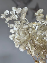 Load image into Gallery viewer, Dried Natural Lunaria Bunch | Honesty Seed Pod Stems | Translucent White Colour | New Harvest 2024 | BRITISH GROWN