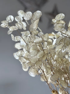 Dried Natural Lunaria Bunch | Honesty Seed Pod Stems | Translucent White Colour | New Harvest 2024 | BRITISH GROWN