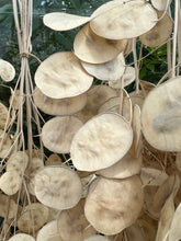 Load image into Gallery viewer, Dried Natural Lunaria Bunch | Honesty Seed Pod Stems | Translucent White Colour | New Harvest 2024 | BRITISH GROWN
