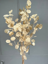 Load image into Gallery viewer, Dried Natural Lunaria Bunch | Honesty Seed Pod Stems | Translucent White Colour | New Harvest 2024 | BRITISH GROWN