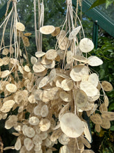 Load image into Gallery viewer, Dried Natural Lunaria Bunch | Honesty Seed Pod Stems | Translucent White Colour | New Harvest 2024 | BRITISH GROWN