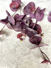Load image into Gallery viewer, Faux Burgundy Eucalyptus Stem Artificial Everlasting Foliage Length 100cm