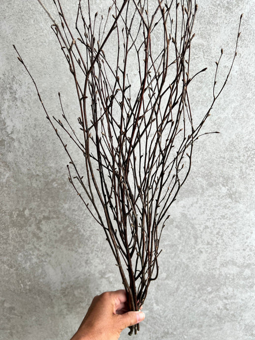 Dried Birch Twigs Bunch Spring Branches For Natural Vase Arrangement Silver Birch Bundle Of 10 Stems