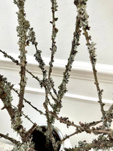 Load image into Gallery viewer, Moss Covered Larch Branches Lichen Twigs Woodland Branch Natural Dried Stems Minimalist Spring Decor Wabi Sabi Vase Decor