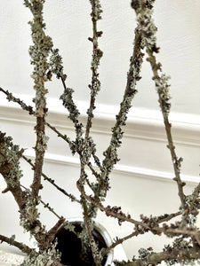 Moss Covered Larch Branches Lichen Twigs Woodland Branch Natural Dried Stems Minimalist Spring Decor Wabi Sabi Vase Decor