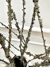 Load image into Gallery viewer, Moss Covered Larch Branches Lichen Twigs Woodland Branch Natural Dried Stems Minimalist Winter Decor Wabi Sabi Vase Decor