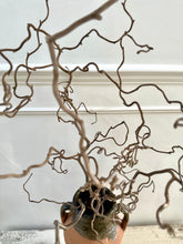 Load image into Gallery viewer, Contorted Hazel Corylus Branch Curly Twigs For Tabletop Vase Corkscrew Natural Twisted Stems Branches Wabi Sabi Spring Decor Japandi Style