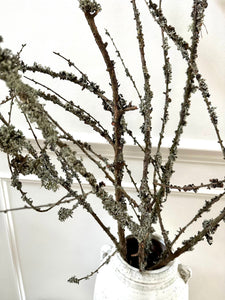 Moss Covered Larch Branches Lichen Twigs Woodland Branch Natural Dried Stems Minimalist Spring Decor Wabi Sabi Vase Decor