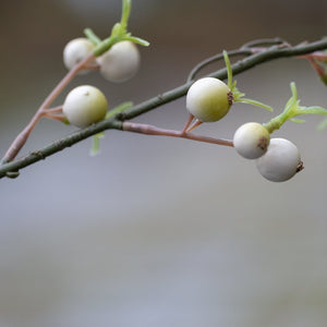 Tall Faux Snowberry Branch Winter White Berry Branch Length 105cm