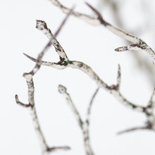 Load image into Gallery viewer, Faux Hawthorn Winter Branch White Washed Artificial Twig For Vase Floral Arrangement Christmas Branches Seasonal Stems